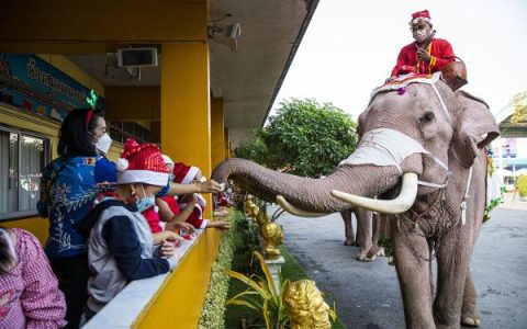 UM新媒体评论：疫情冲击泰国旅游业，靠表演赚钱的大象纷纷“失业”