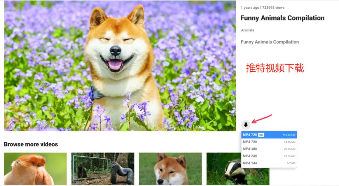 推特视频下载