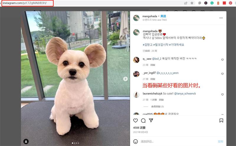 Instagram 网页版下载