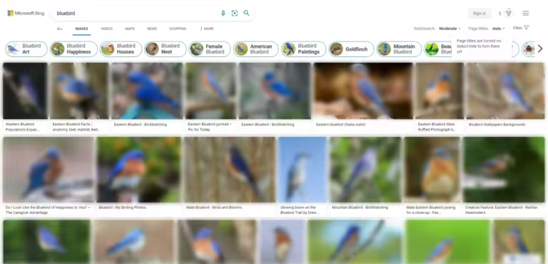 bing-image-search-62c6eaee7fa1a-sej.pngo_